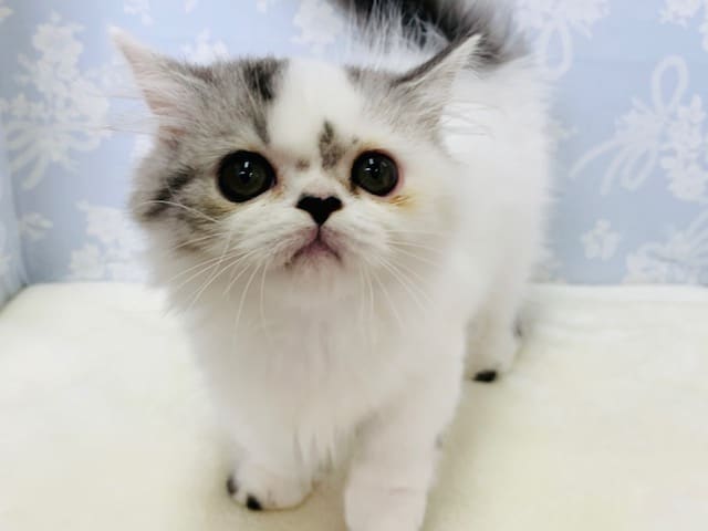 短足ちょいちょい激かわです♡マンチカンくん♪