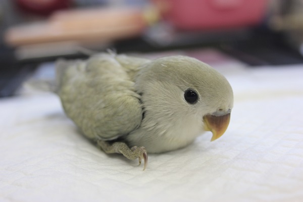 とっても魅力的なお色💜手乗りコザクラインコ（パステル）