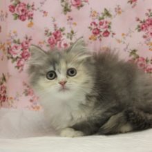 ツンデレ💛魅力的なお色サイベリアンちゃん女のコ💛♀