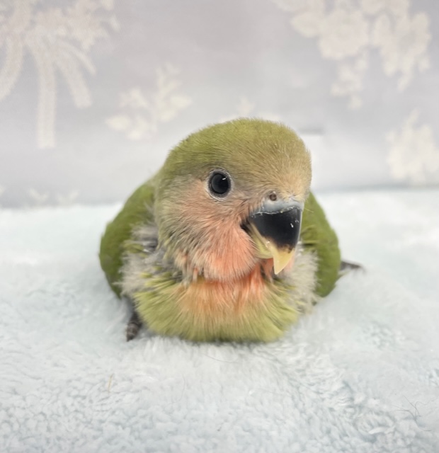ムチムチ💛コザクラインコ（ノーマル）2022年6月生まれ