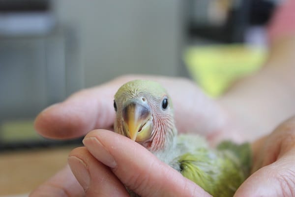イイお色だ💚コザクラインコ（シナモン）ヒナちゃん🌟