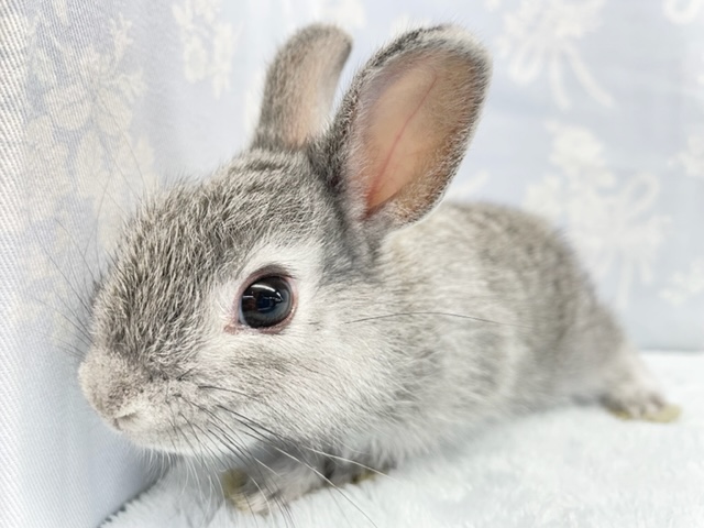 食いしん坊💛ネザーランドドワーフラビット（グレー系）男の子　2022年6月生まれ
