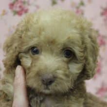 夏休みプライス！パッチリ二重のハーフ美人😳❕トイプードルちゃん女のコ♀