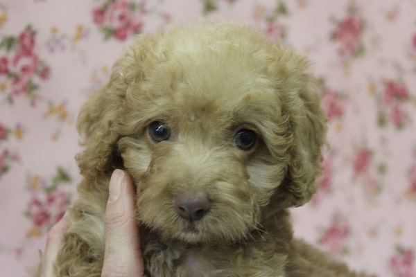 夏休みプライス！パッチリ二重のハーフ美人😳❕トイプードルちゃん女のコ♀