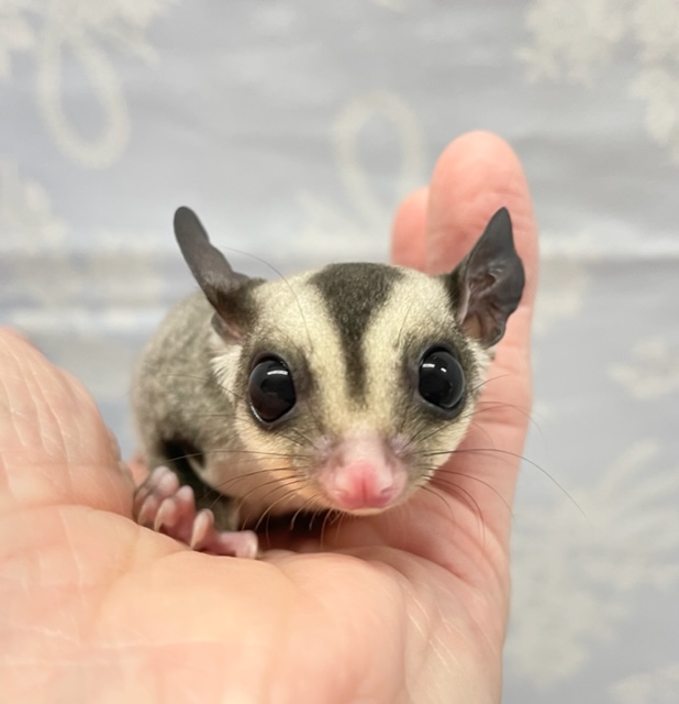 懐っこい💛フクロモモンガ（ノーマル）男の子　2022年5月生まれ　A