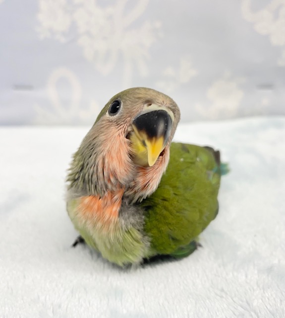ラブバード💛コザクラインコ（ノーマル）  2022年6月生まれ