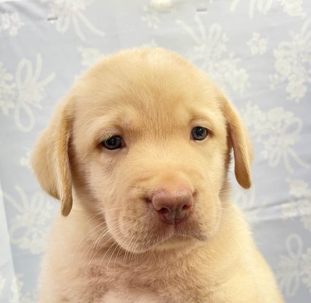 二度見プライス💛ラブラドール・レトリバー（イエロー）男の子　2022年5月29日生まれ　