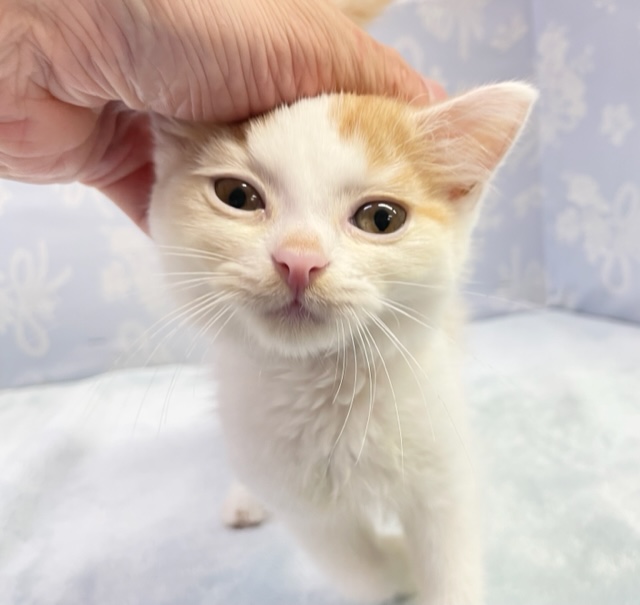 二度見プライス💛ミヌエット（レッド＆ホワイト）男の子　2022年5月22日生まれ