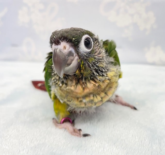 腹ペコ軍団💛ワキコガネウロコインコ　2022年6月生まれ