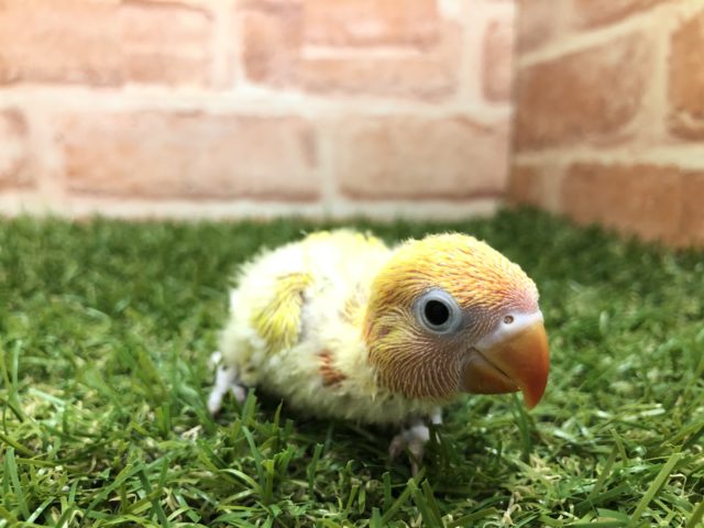 珍しいのが入舎です　ヤマブキボタン　R４　７／１３撮影