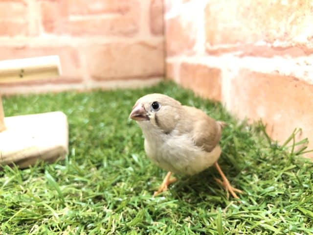 シナモンカラー　キンカチョウ入舎！　R４　７／１３撮影