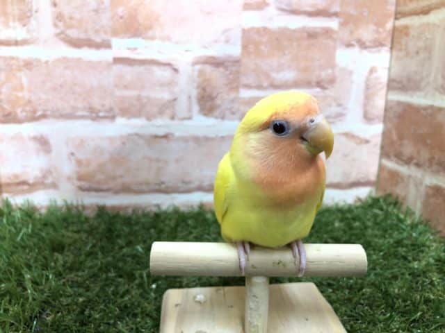 久々カラー　コザクラインコ　ルチノー　R４　６／２９撮影