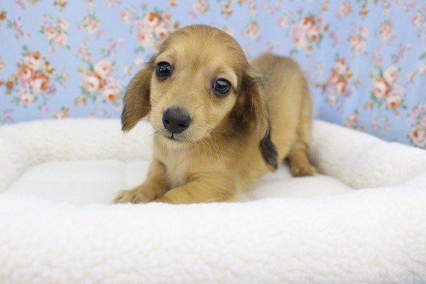 絶対カワイイ☆ミニチュアダックス・男の子！