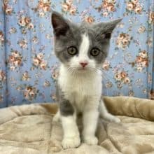 ステキなハチ割れボーイ☆　スコティッシュフォールドの男のコ 2022.7/29撮影