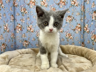 ステキなハチ割れボーイ☆　スコティッシュフォールドの男のコ 2022.7/29撮影