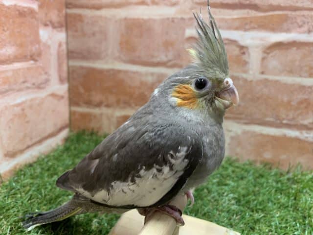 久しぶりのヒナです　オカメインコノーマルカラー　R４　７／１３撮影