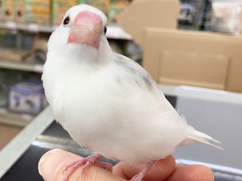 白文鳥　スタッフイチオシ！べたなれさんです！