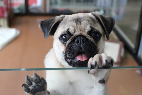 最新画像更新しました☆パグ・男の子！