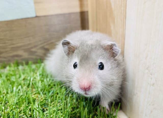 白い縁取り！！人気の高いセーブルハムスター男の子やって来ました♪