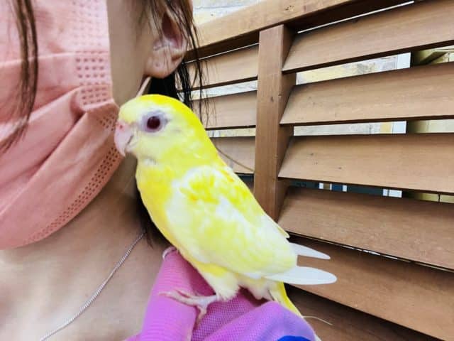 最新画像更新☆美声インコさん(ルチノーオパーリン)