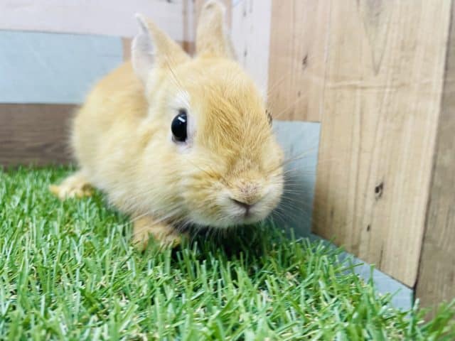 なでなで大好きな女の子！ネザーランドドワーフのオレンジカラー！