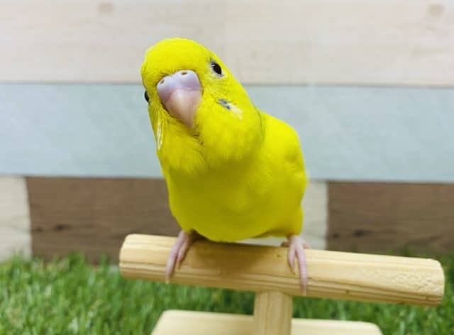 最新画像アリ！！イエロー多めの可愛いヒナさん！セキセイインコのパイドカラー！