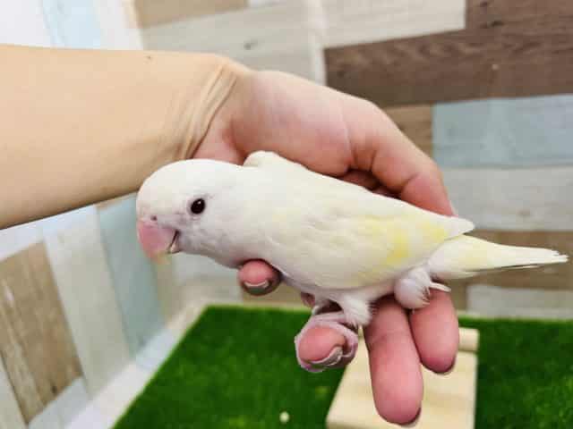レアカラー美しいの一言。小桜インコ【クリームイノオパーリン】