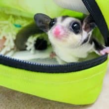 ポーチがお気に入り♪♪フクロモモンガのノーマルカラー！