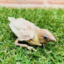 奇跡　第２弾・・・　十姉妹（シナモン）ヒナ入舎です！　Ｒ４　８／２３撮影