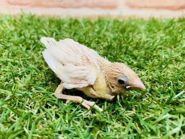 奇跡　第２弾・・・　十姉妹（シナモン）ヒナ入舎です！　Ｒ４　８／２３撮影