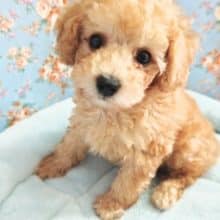 夏休みプライス!トイプードル（アプリコット）男の子♪この可愛さはヤバい！