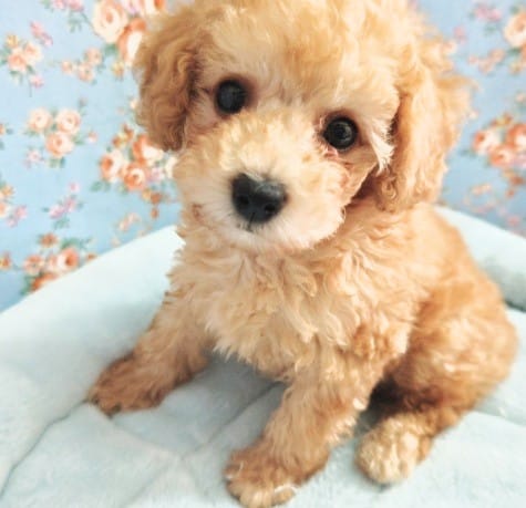 夏休みプライス!トイプードル（アプリコット）男の子♪この可愛さはヤバい！