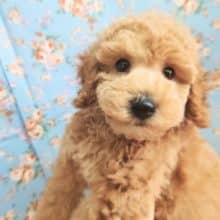 夏休みプライス!トイプードル（レッド）男の子♪くまさん!