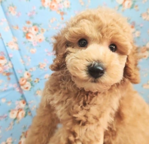 夏休みプライス!トイプードル（レッド）男の子♪くまさん!