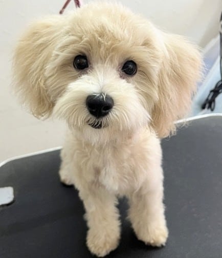 MIX犬（マルチーズ✕トイプードル）女の子♪元気いっぱい！ケージデビューしました～