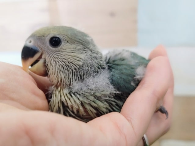 コザクラインコ(ブルーチェリー)のヒナさん入荷しました〜❤