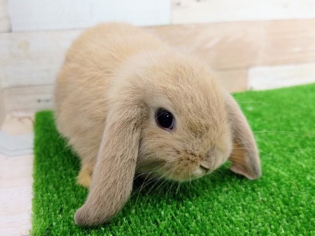 ほうじ茶カラー？？ロップイヤーラビットさん入荷しました〜❤