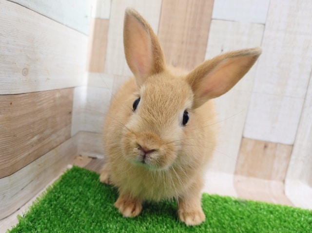 オレンジ系〜ネザーランドドワーフラビットさん入荷しました❤