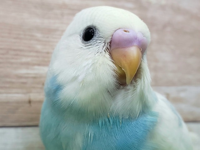 パステルレインボーパイドのセキセイインコ入荷です。