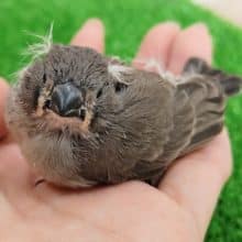 キンカ鳥(ノーマル)のヒナ入荷しました〜❤