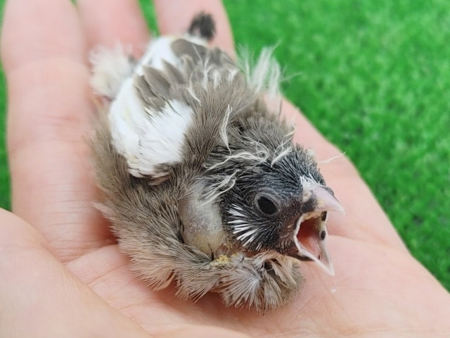 キンカ鳥(色変わり)入荷しました〜❤