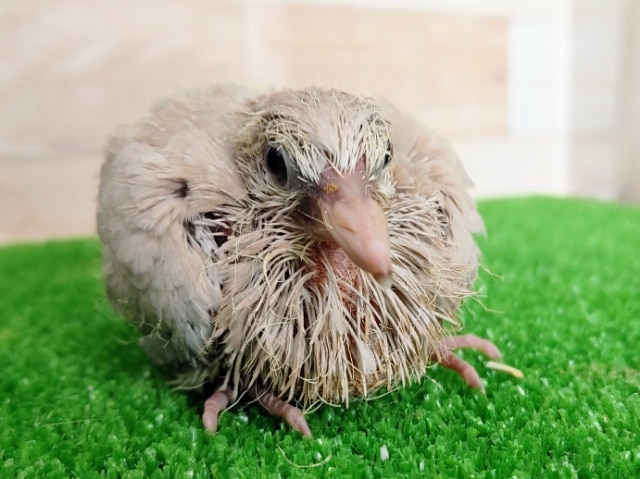 動画更新❤ジュズカケバトさん(ヒナ)入荷しました〜❤