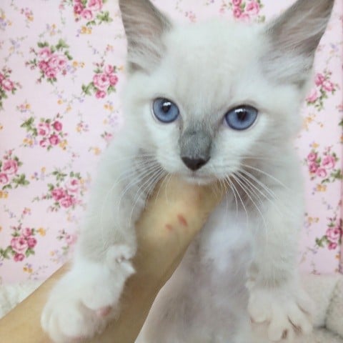 ラグドール(ブルーポイントミテッド)女の子♪ゴロゴロが止まりませ〜ん❤