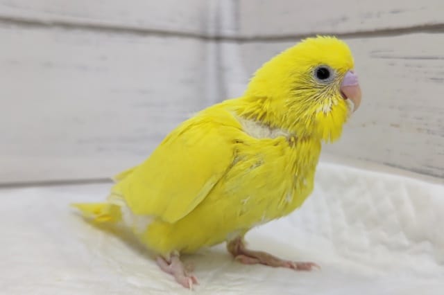 鮮やか黄色の黒い瞳💛　セキセイインコ(ダブルファクター)