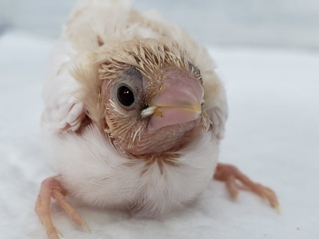 白茶の、綺麗な十姉妹雛入荷です。