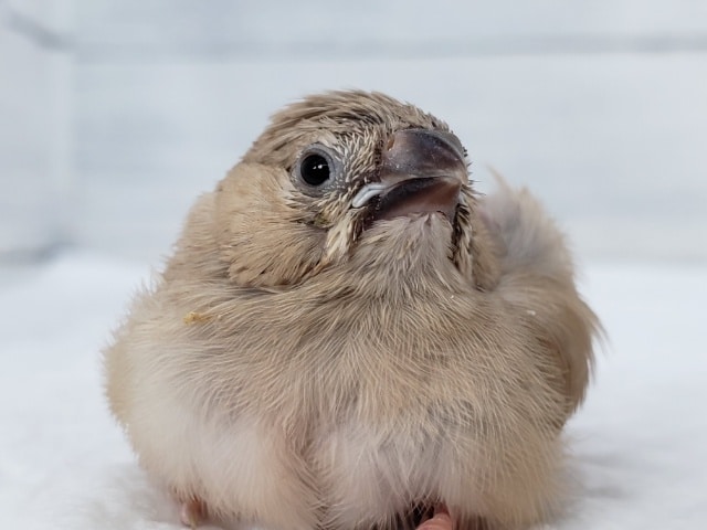 茶色強めの、キンカ鳥雛入荷です。