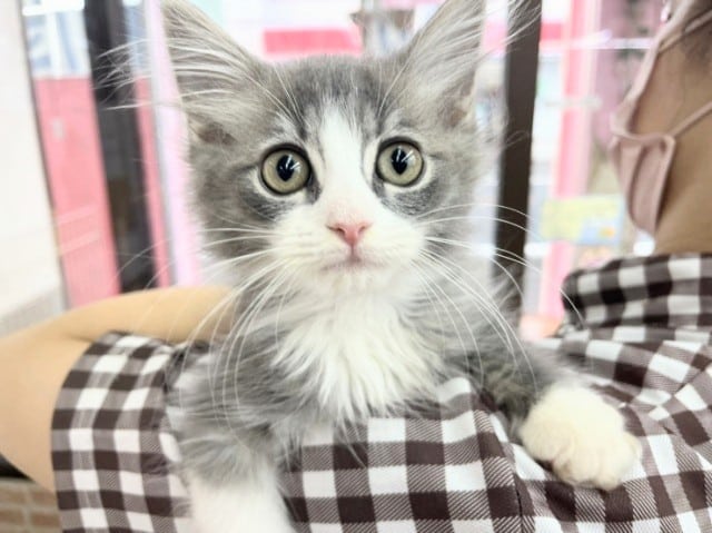 サイベリアン（ブルー＆ホワイト）男の子♪特技はヘソ天⁉