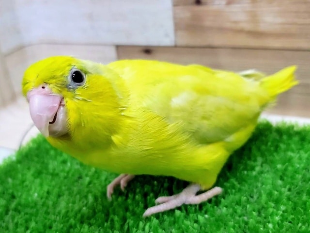 アメリカンイエローのマメルリハちゃん❤