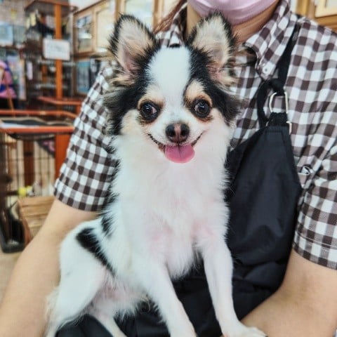 ロングコートチワワ(パーティー) 男の子♪お散歩バッチリ!