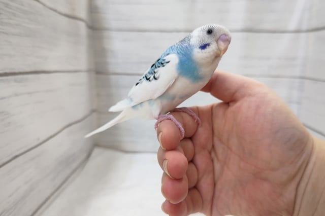 最新画像あり！　おすすめ！パイドのセキセイインコ
